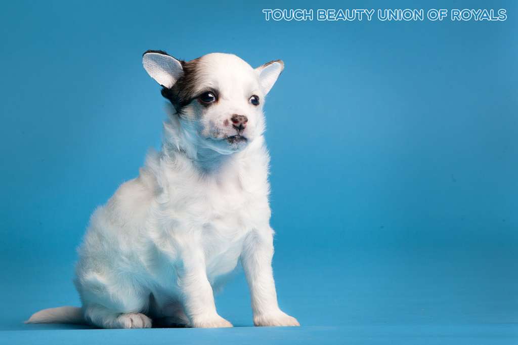 Touch Beauty Union of Royals