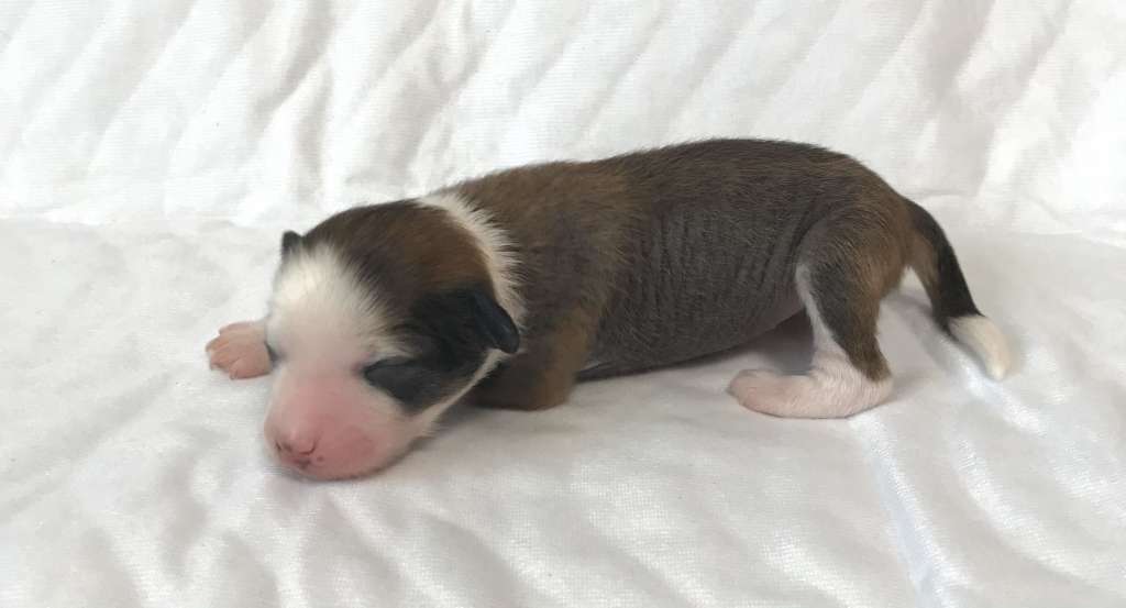 Family Song's Dajána