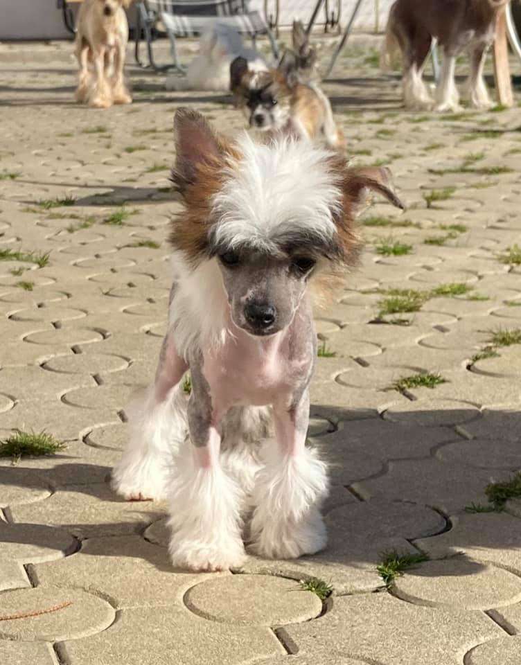 She's Poliana Poarott