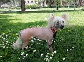 Pearlylove Gorgeous Princess