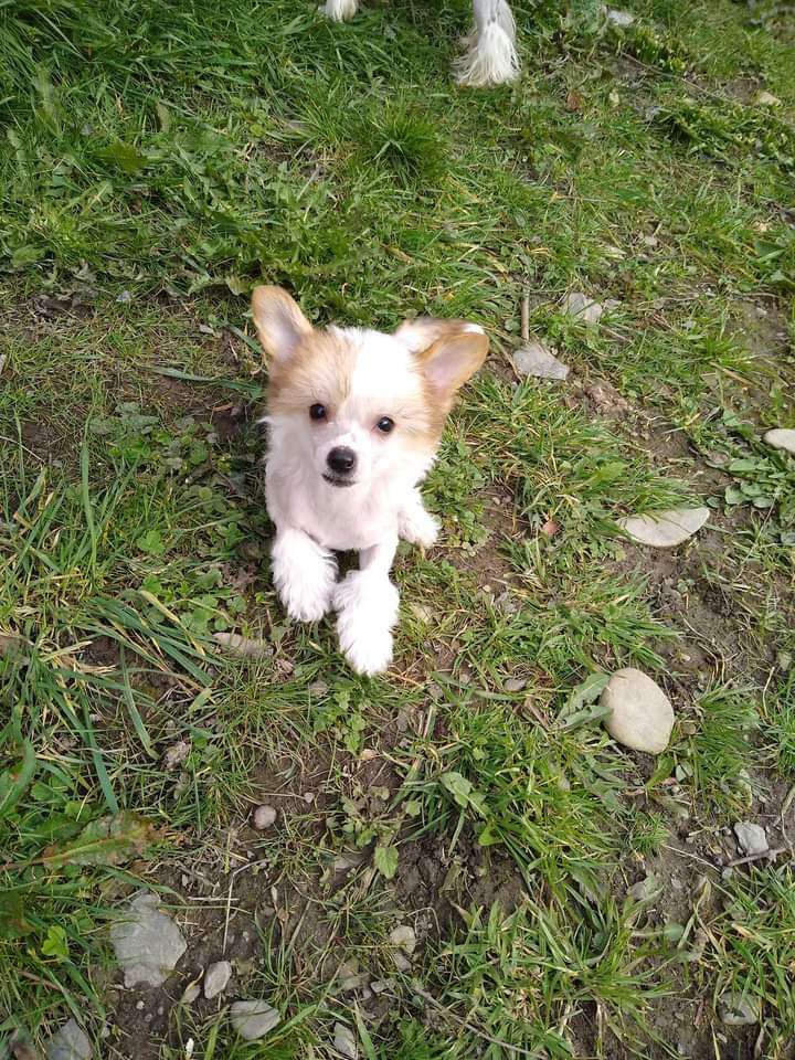 Parcauwen Lust for Life