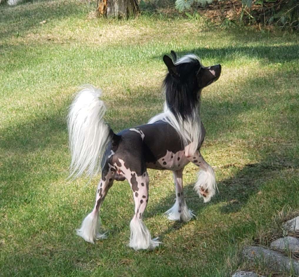 Crestars Zhen Spilling the Beanz Hl