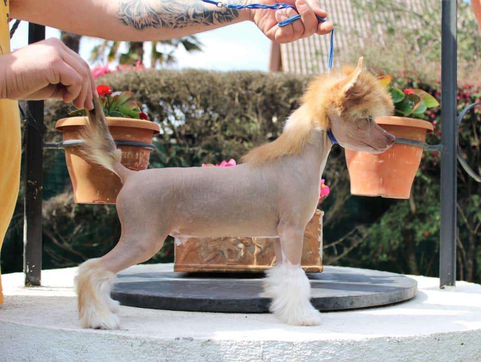 De Cabanelas Robin Goodfellow