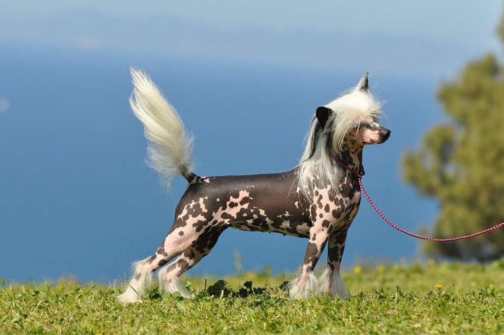 Dakota Rose Rock N' Roll Party Queen