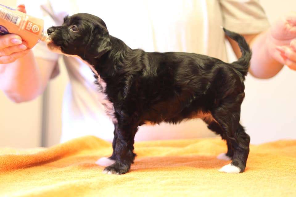 Luckytern Sweet Dreams