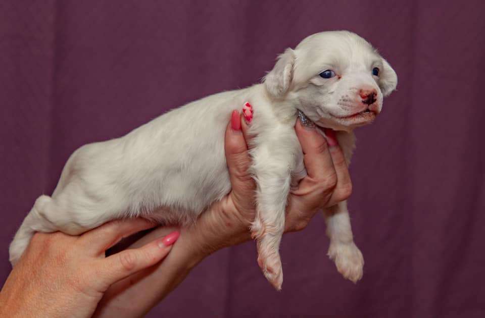 Luckytern Cold As Ice