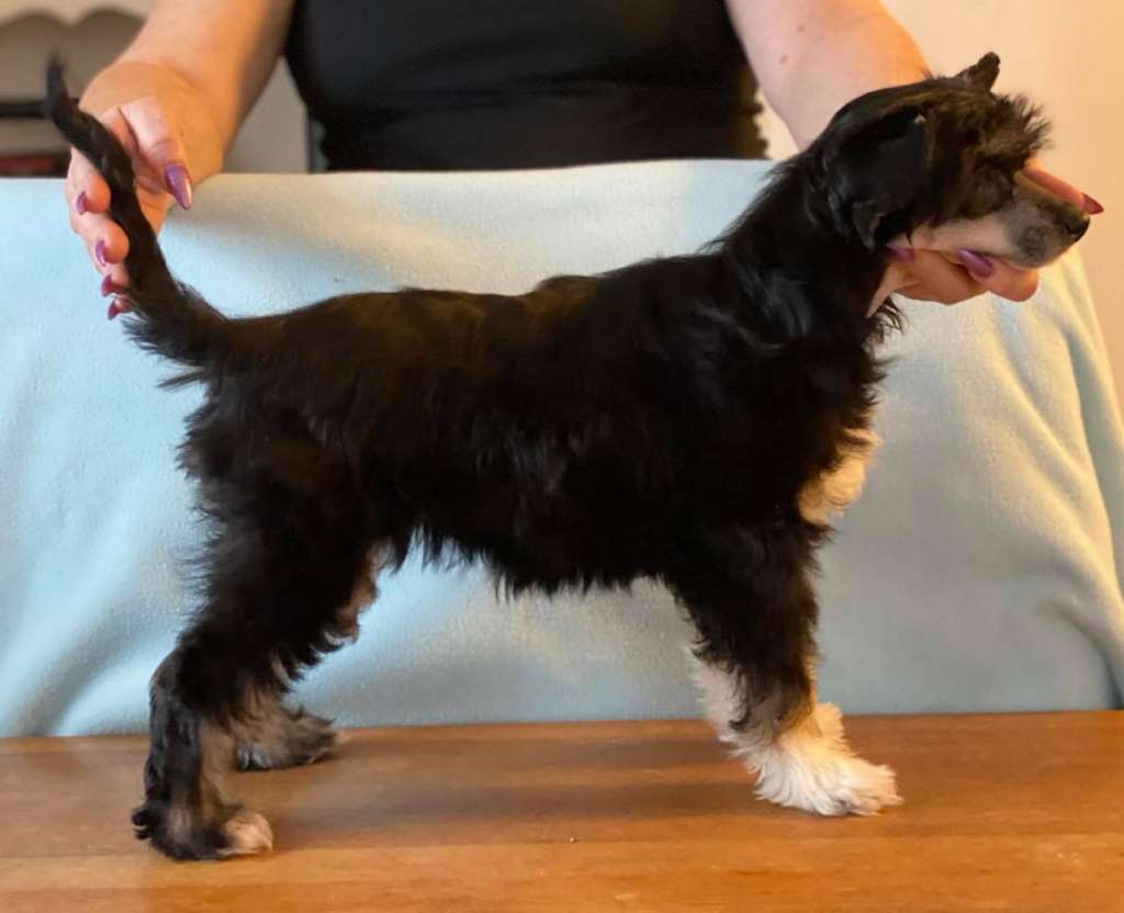 Luckytern Believer