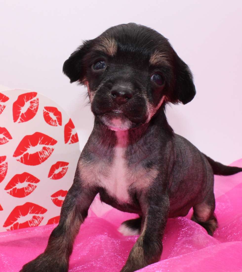 Usura Sweet Love of Mine