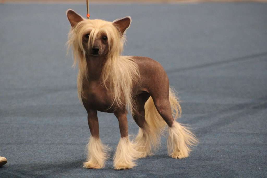 Ulysse Sweet Love of Mine