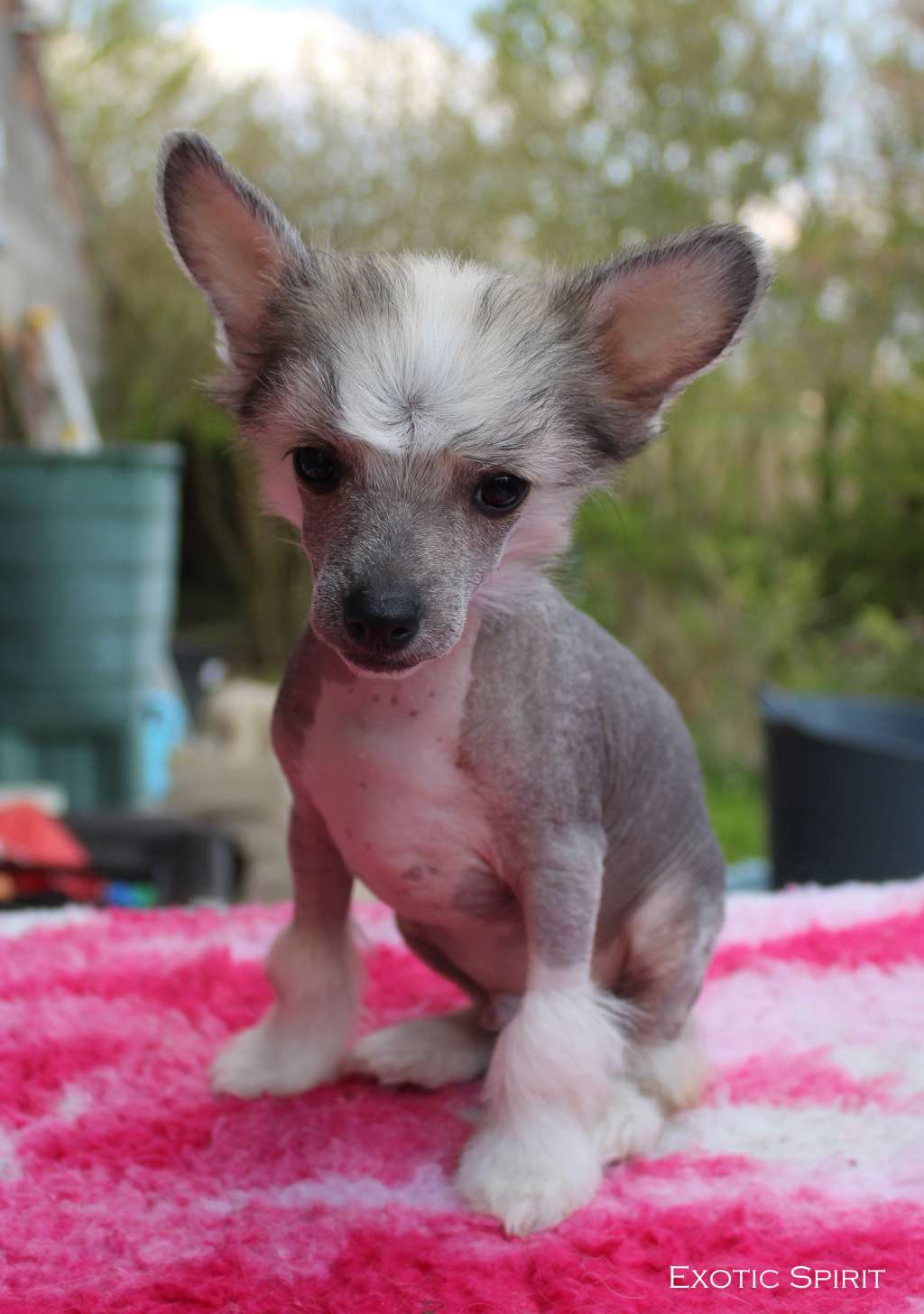 Exotic Spirit So Cute Little Rhapsody