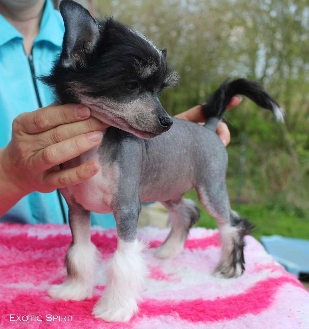 Exotic Spirit Shamrocks Tattoo Black