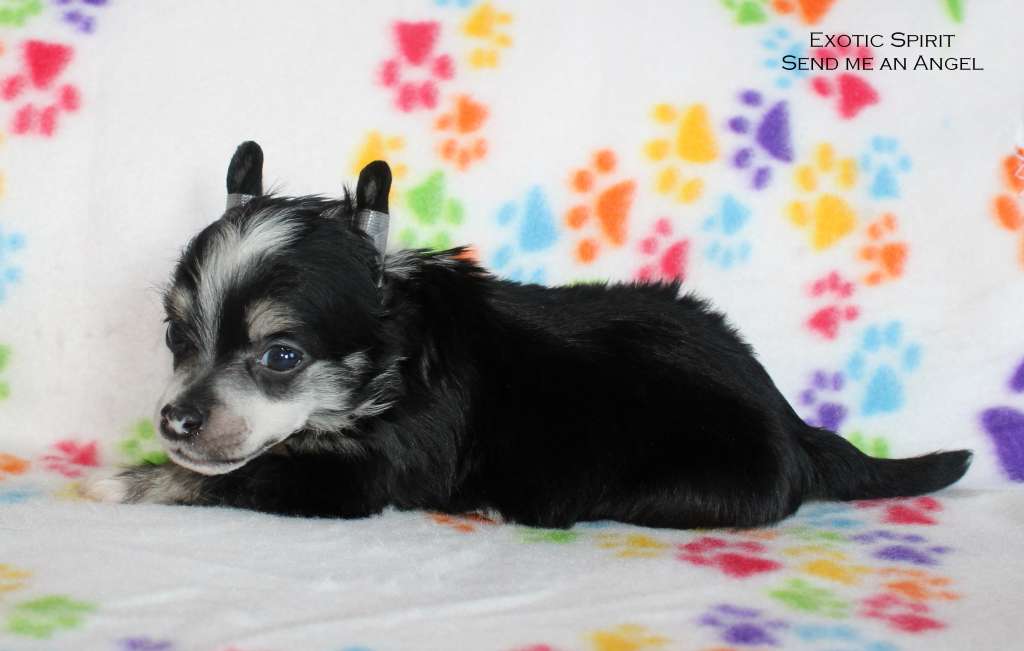 Exotic Spirit Send me an Angel