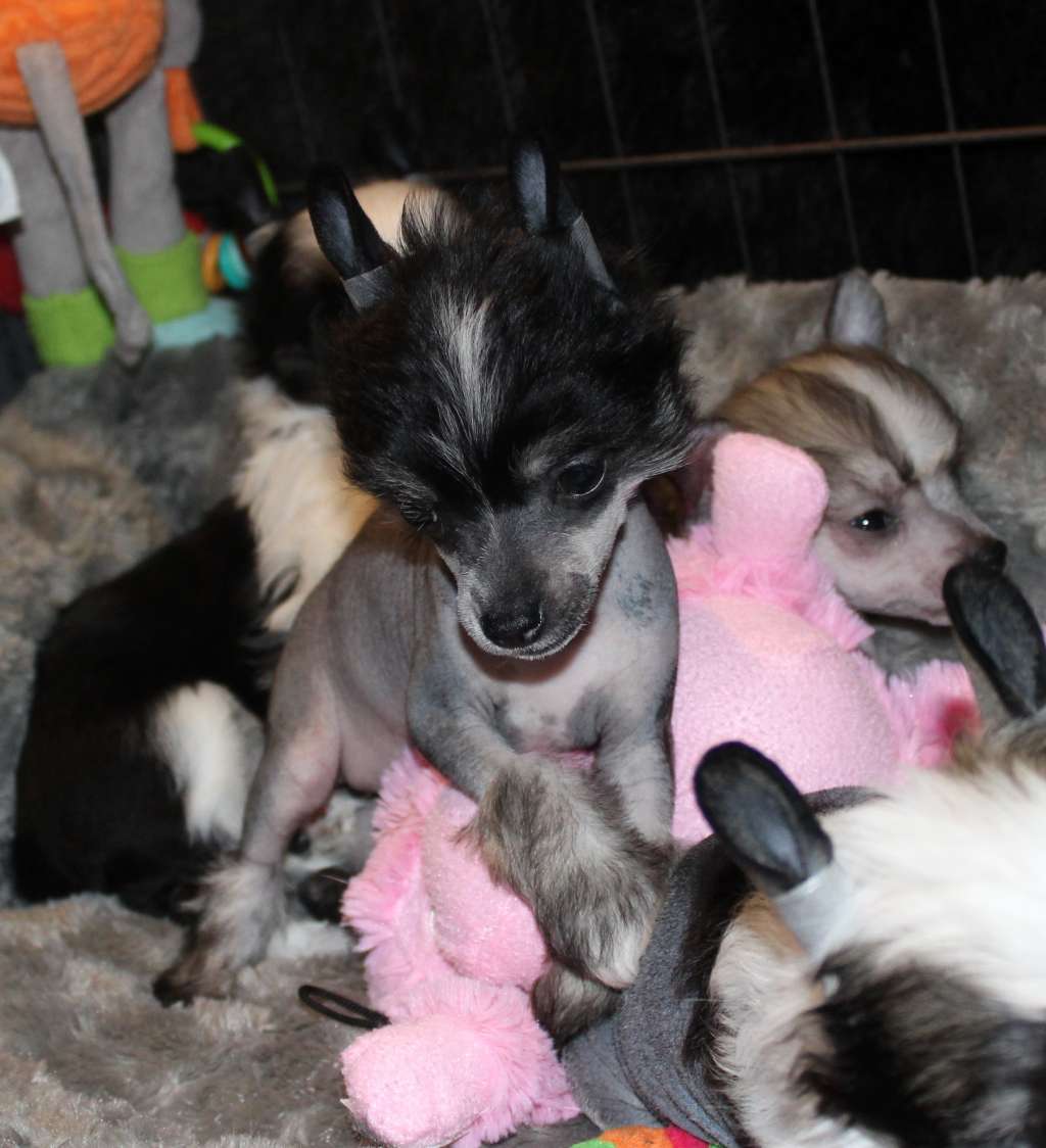 Exotic Spirit Scandal by Nanoushka