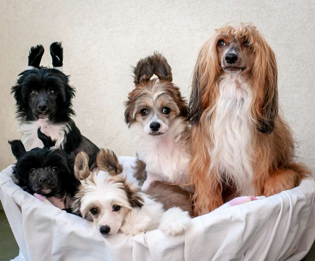 Bella Gosciniec Bor Fci