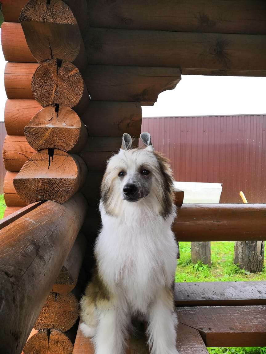 Predannaya Iskorka Amur