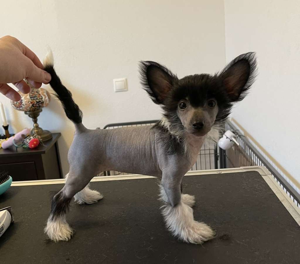 Oydis Diamond of the Night