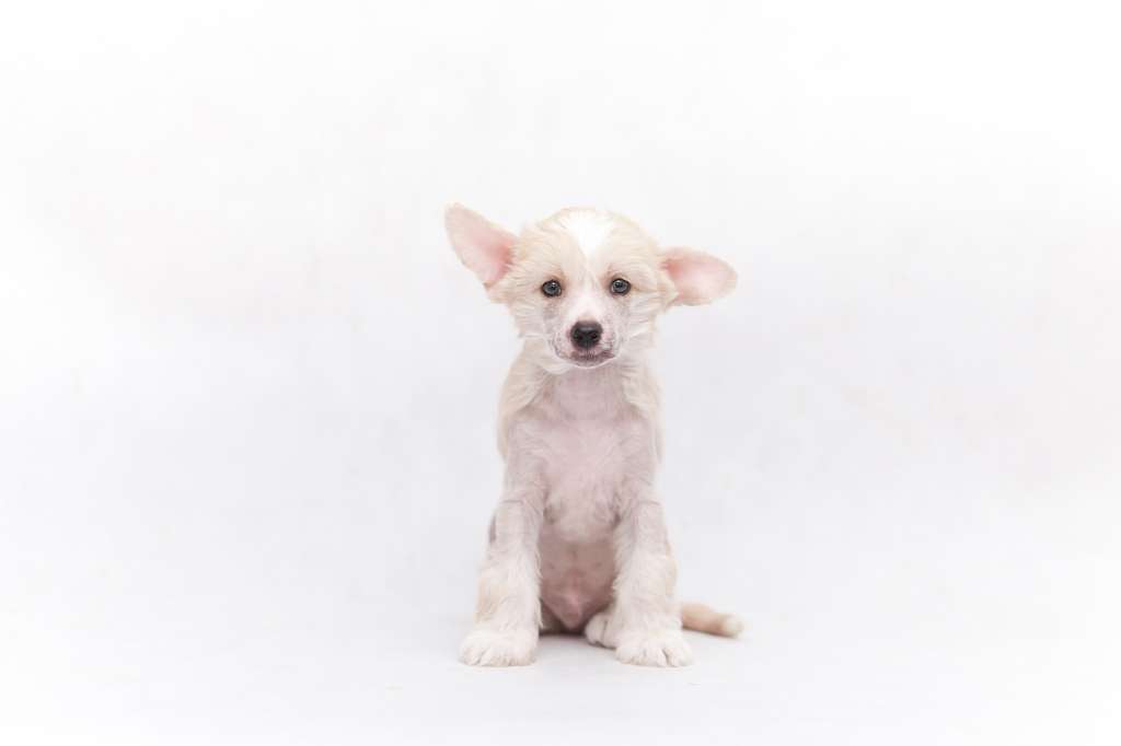 Absent-minded Rio Enchanted Land