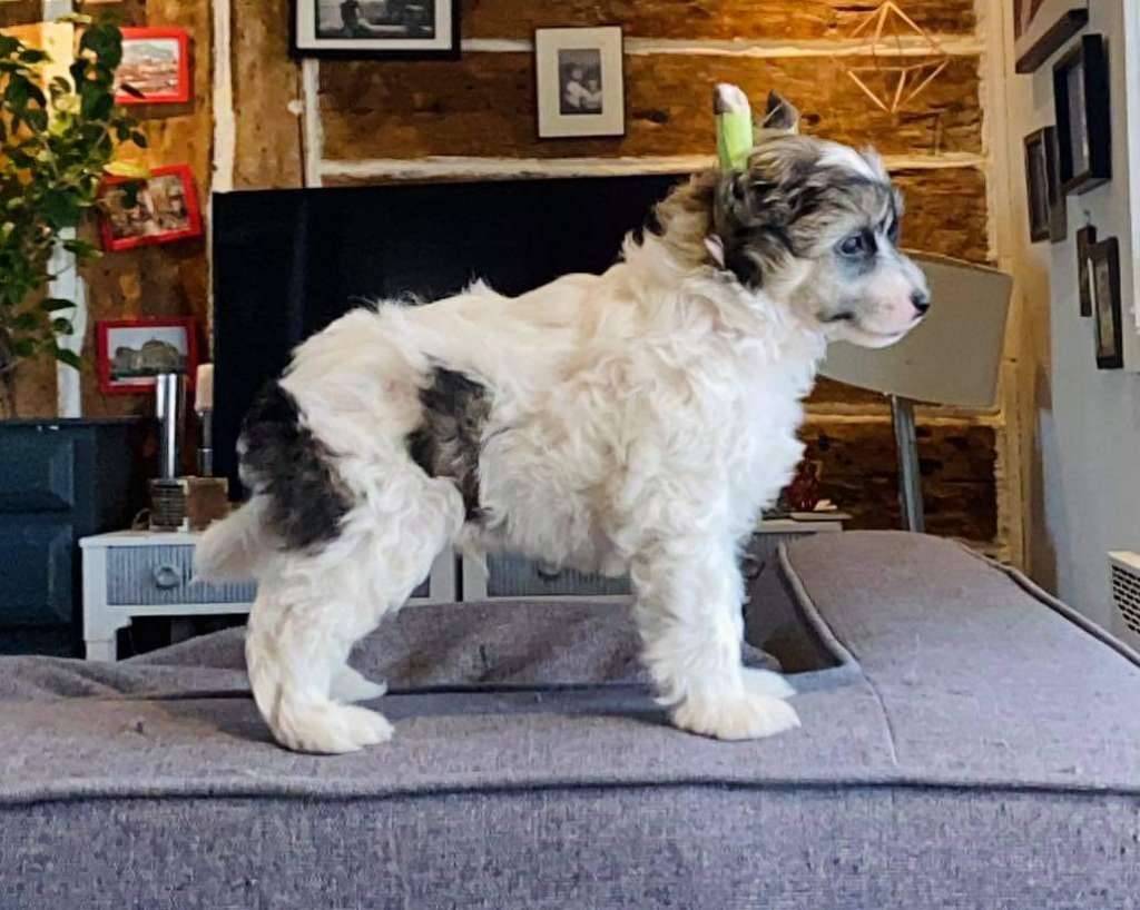 Inkblots and Acid Drops of Lore