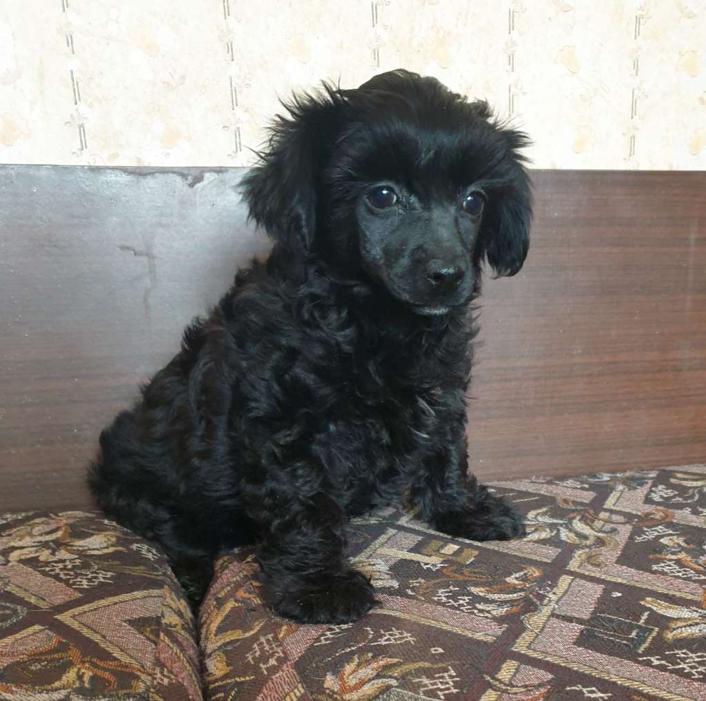 Apriori Vip Ultra Black