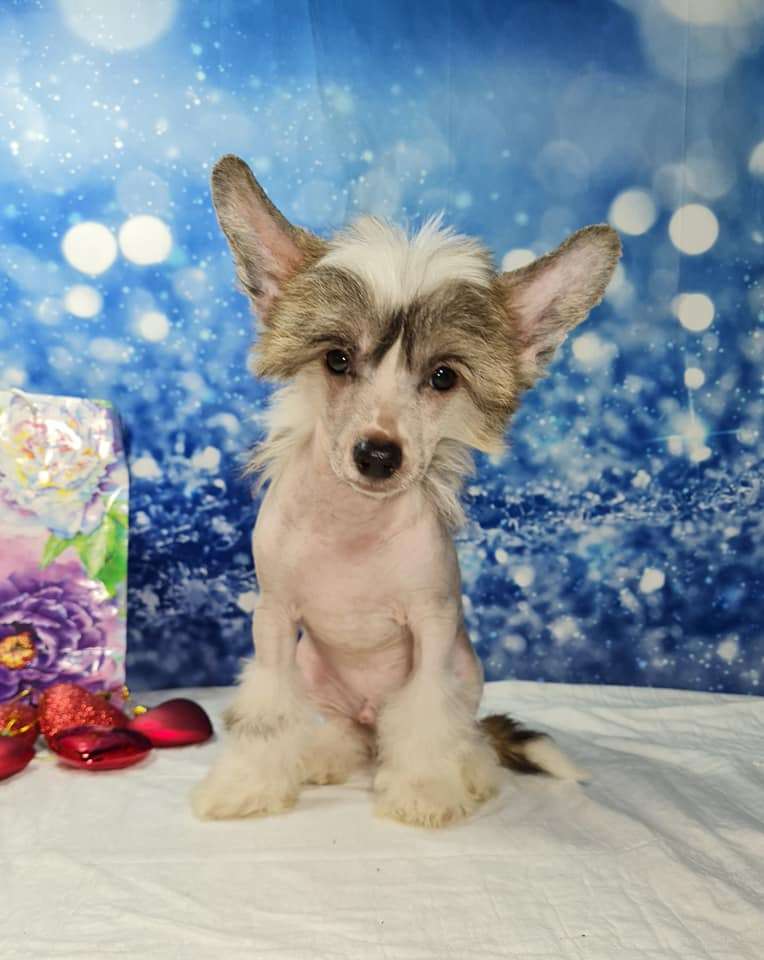 Imperatorskiy Kapriz Optimys