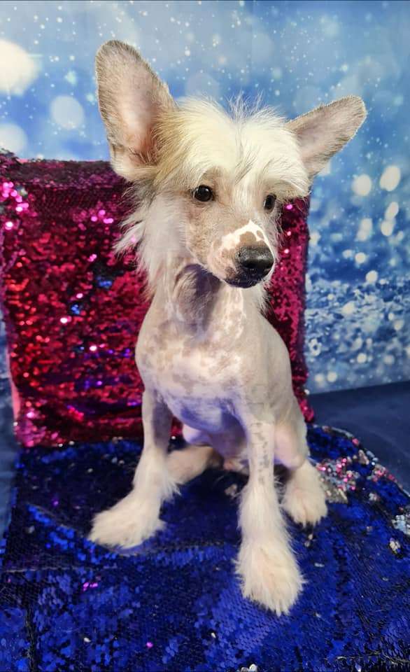 Imperatorskiy Kapriz Perfekt