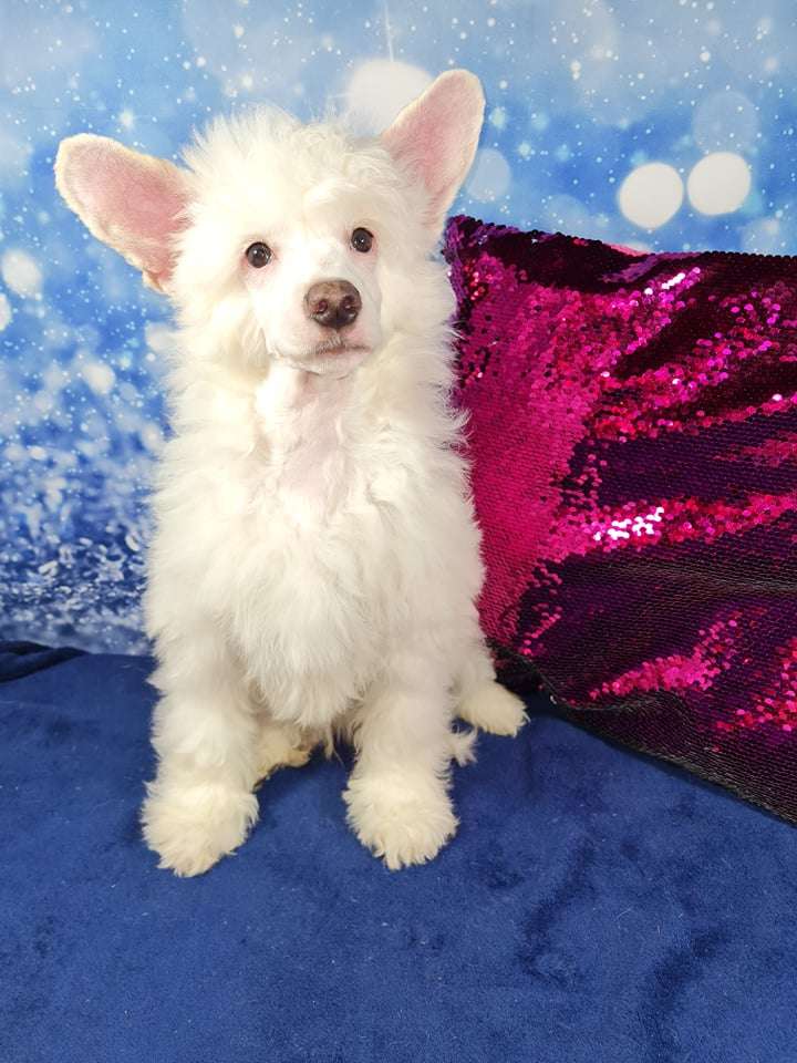 Imperatorskiy Kapriz Pont