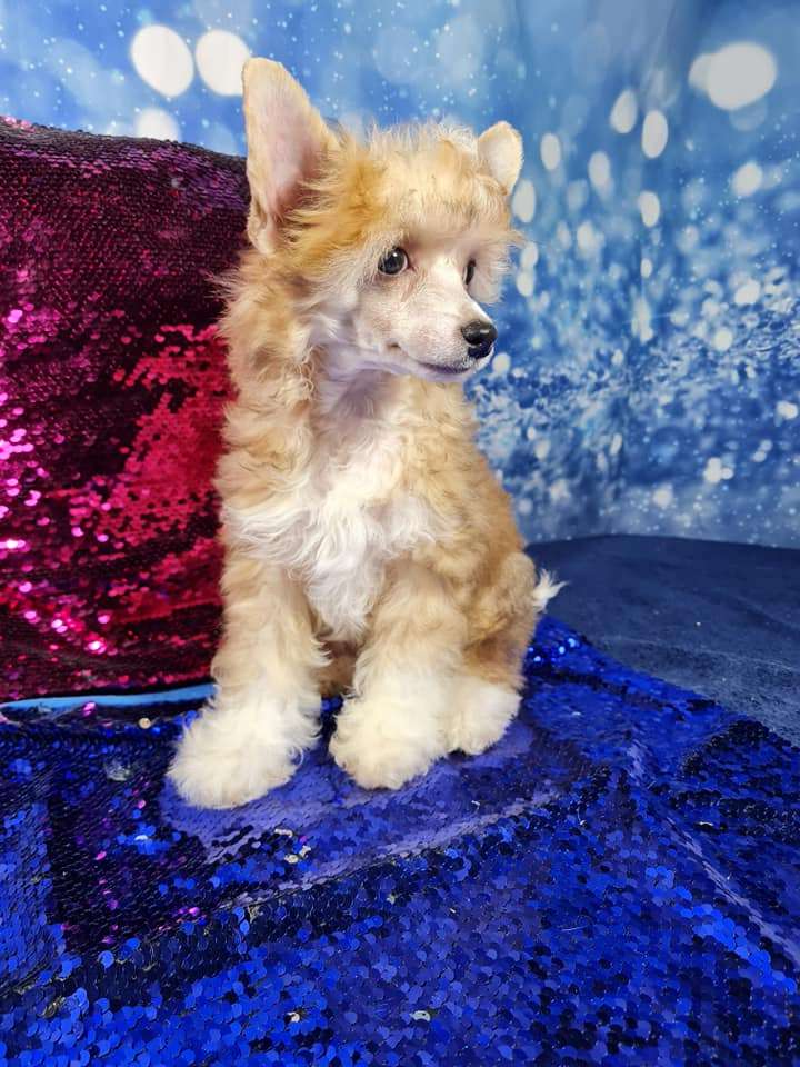 Imperatorskiy Kapriz Pikasso