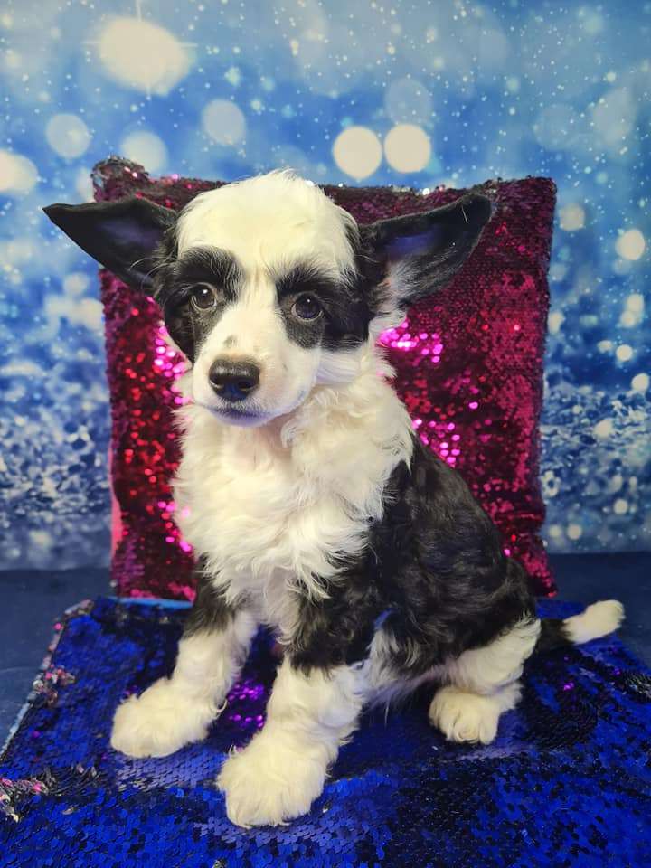 Imperatorskiy Kapriz Randevy Lav