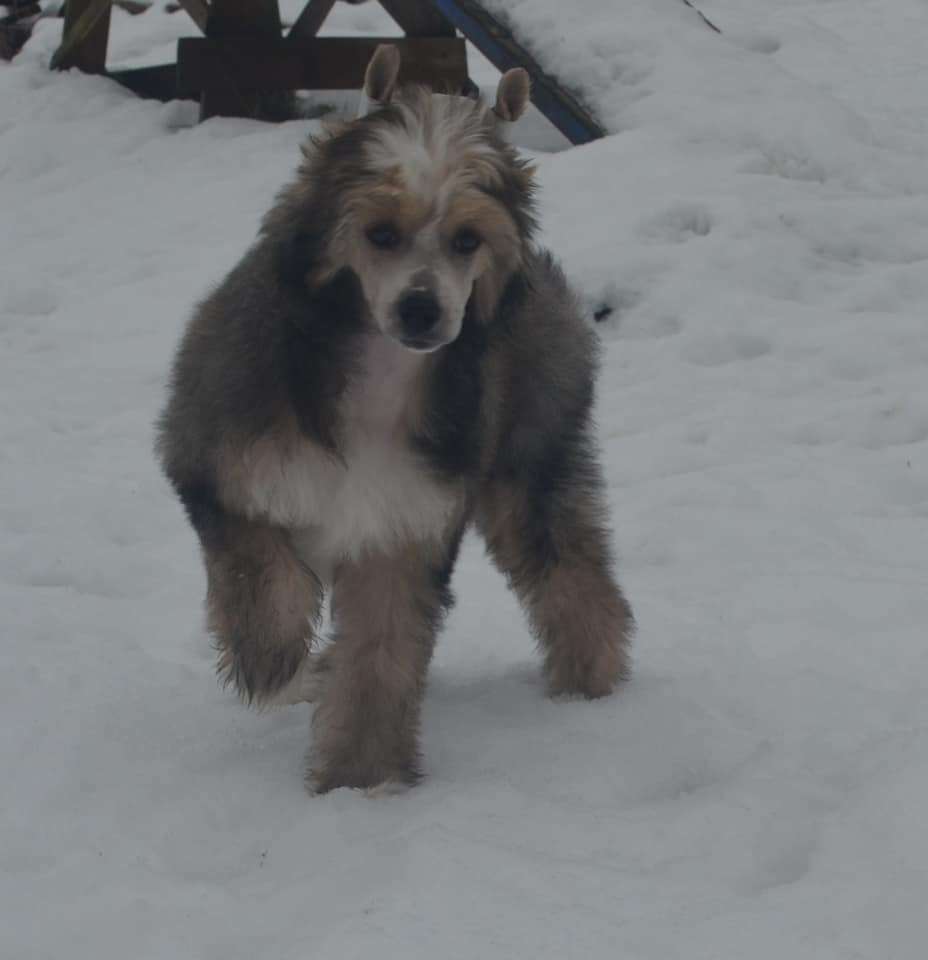 Amaterasu Hana Versailles