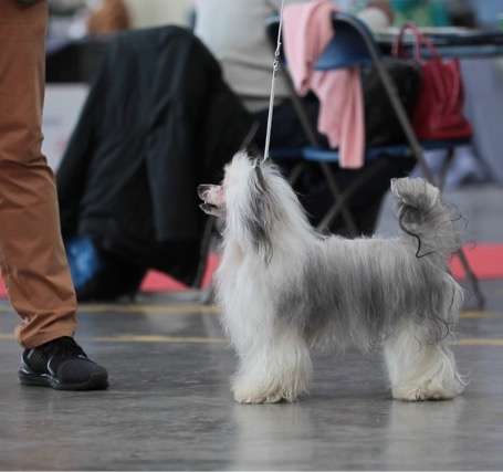 Wild Night's Raz Al Ghul