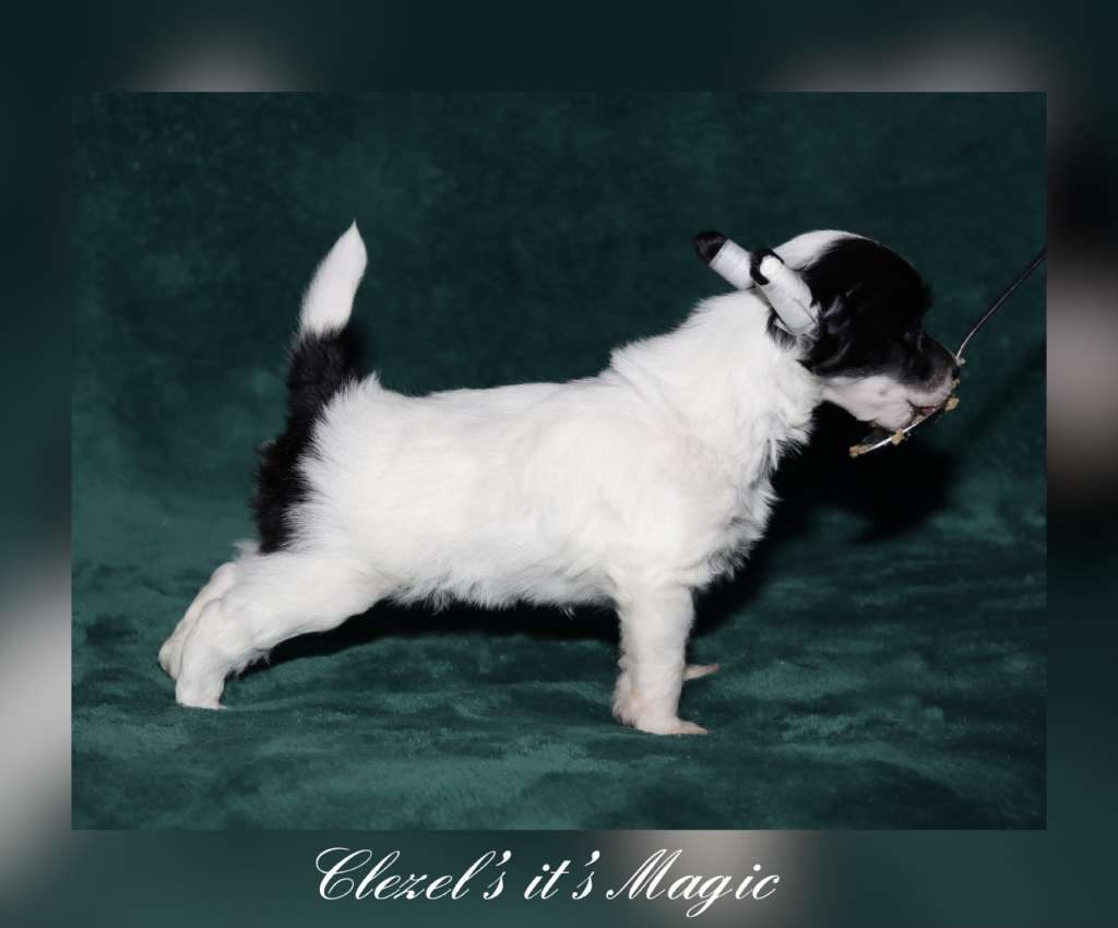 Clezel's It's Magic