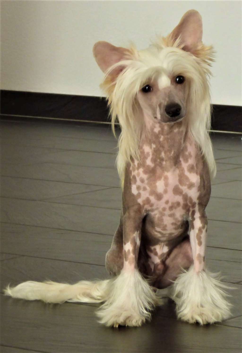 Sphinx Little Champs