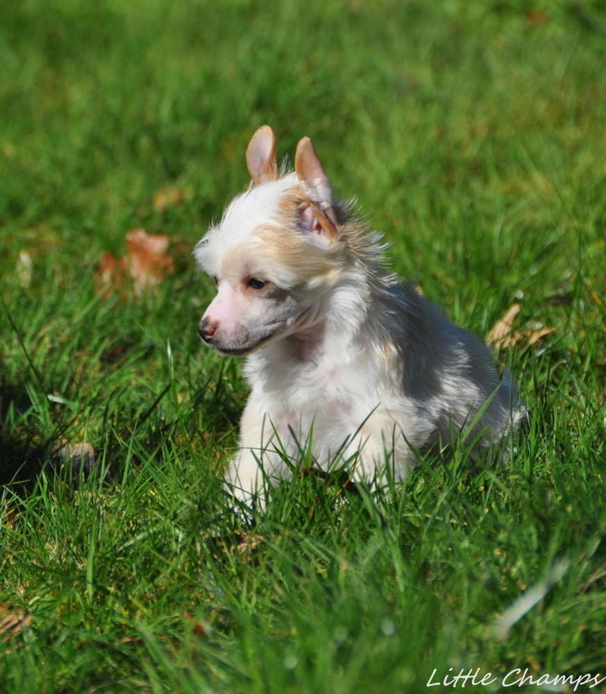 Séthi Little Champs