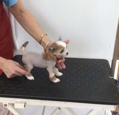 Colliwoods Selah Lavish Love