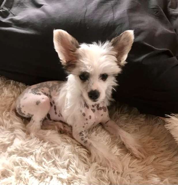 Be Mine von Shinbashi