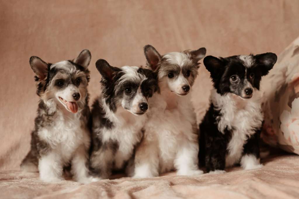 Anna Sky Kennel Unica De Todas