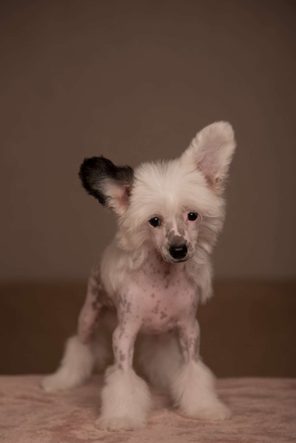 Anna Sky Kennel Felix