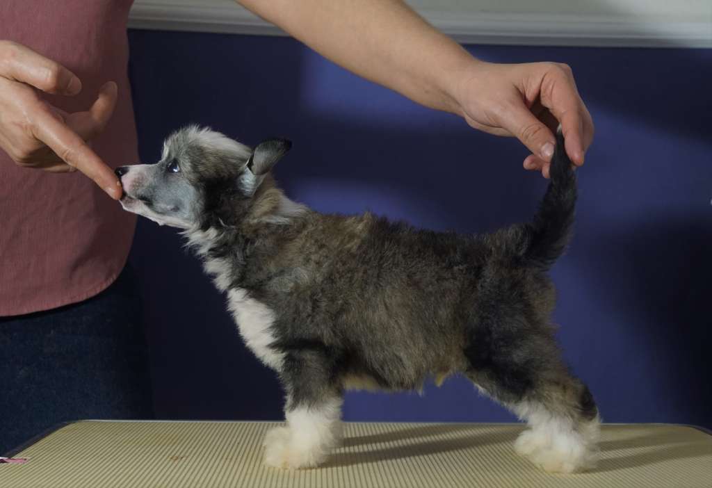 Shooting Star Heybett