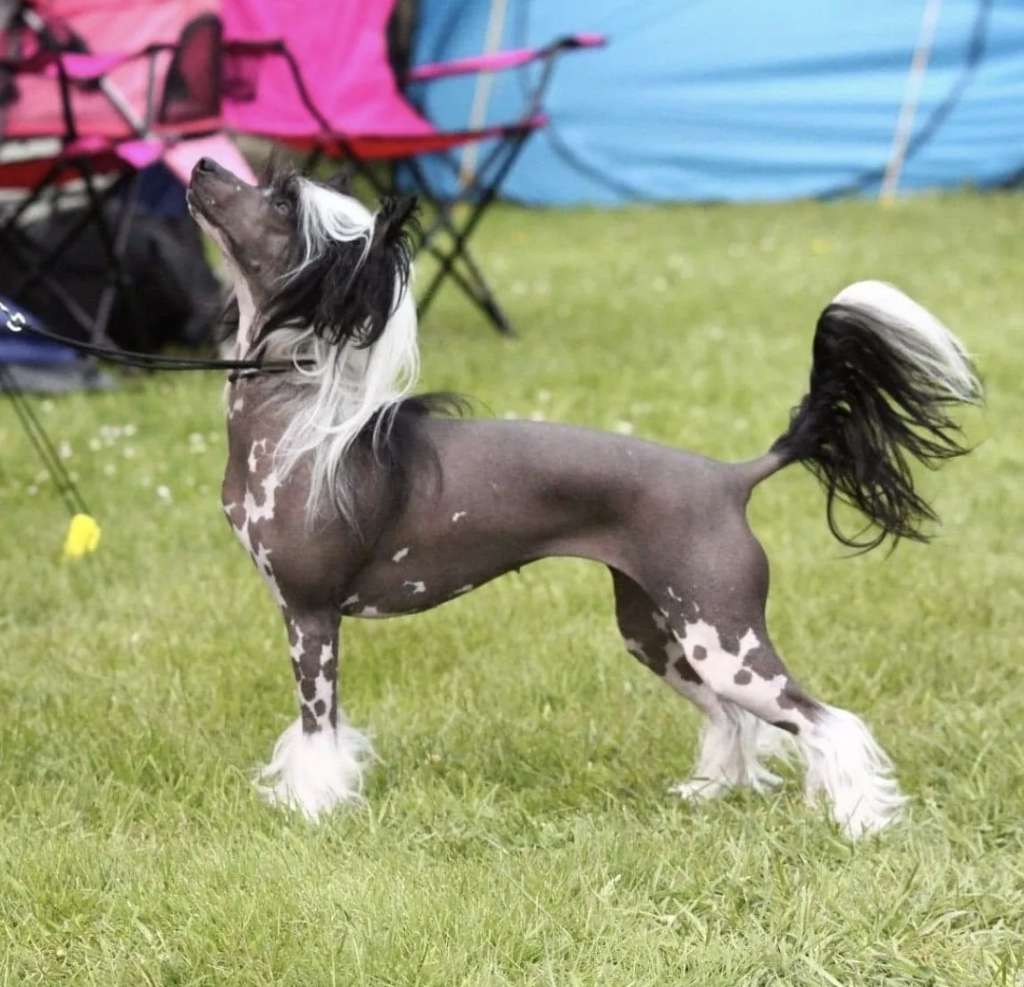 Exolit Call of the Void