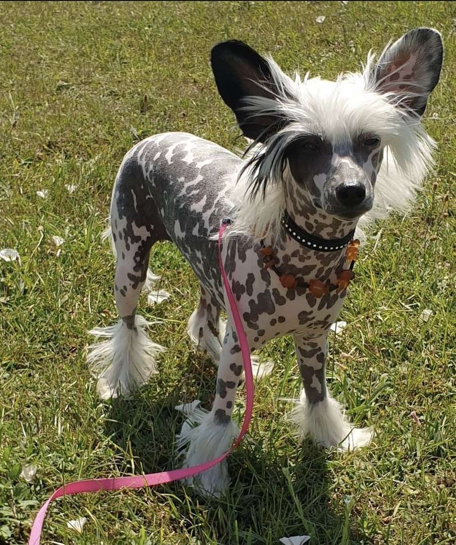 Exolit Kicking the Can