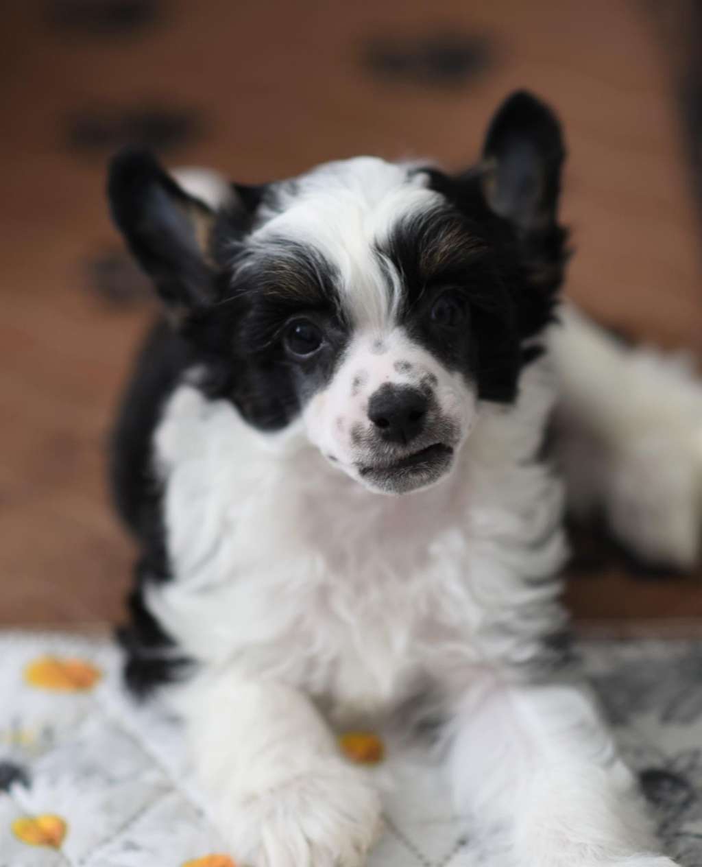 Caesar iz Sozvezdiya Khana