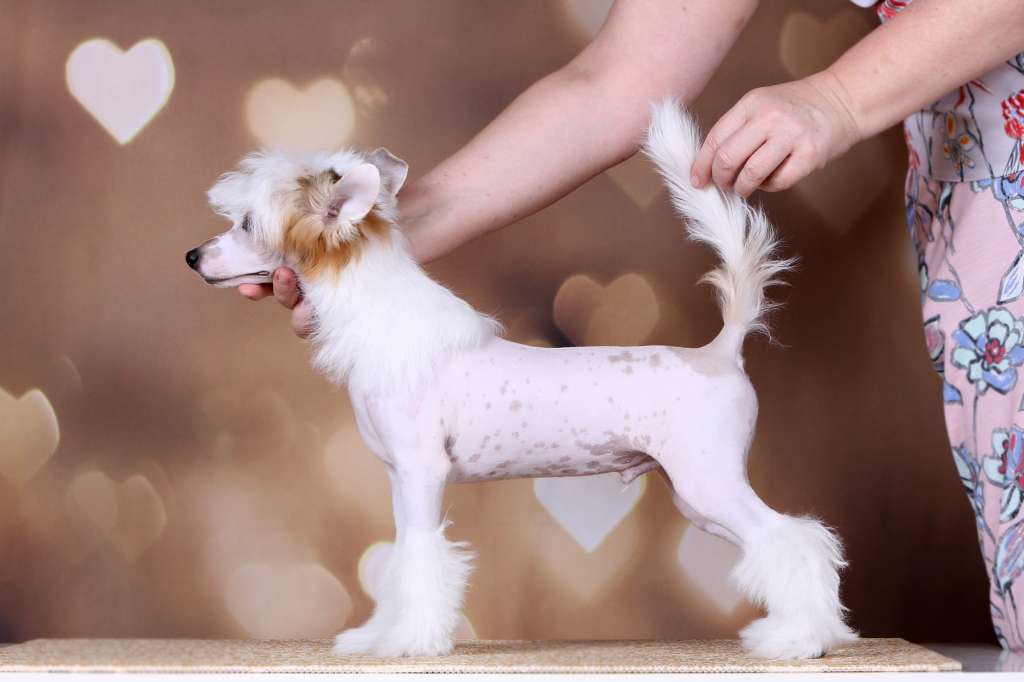 Incanto Del Mondo Irbis