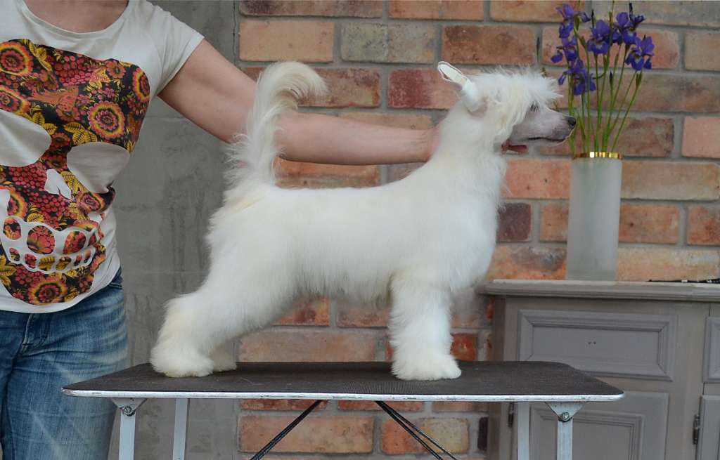 Etno Spirit Lion's Heart