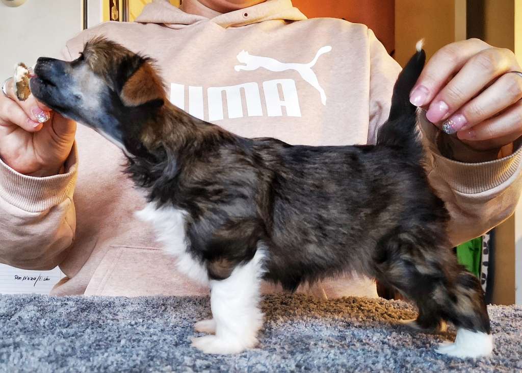 Oblivion Guns Akimbo