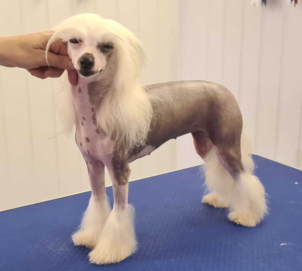 Miniatura Club Latifa