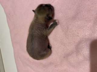 Moelmo's The Past Is The Past