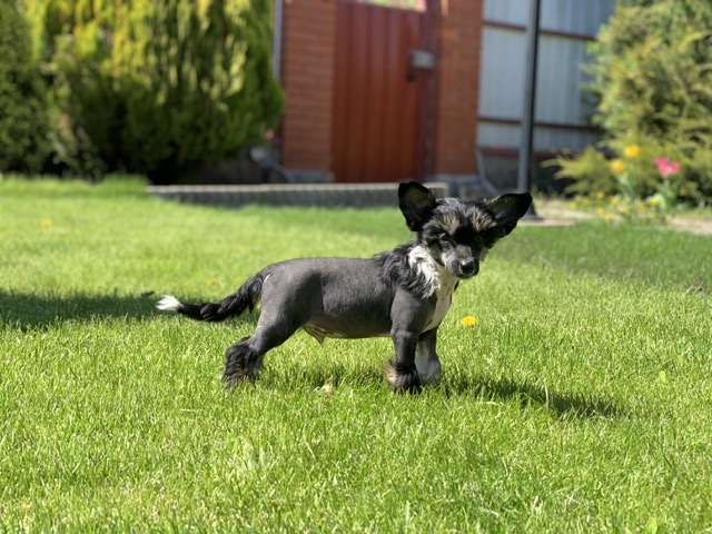 AkDeniz Heart & Rose