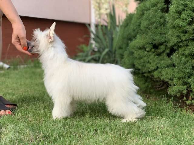 AkDeniz Honey Vanila