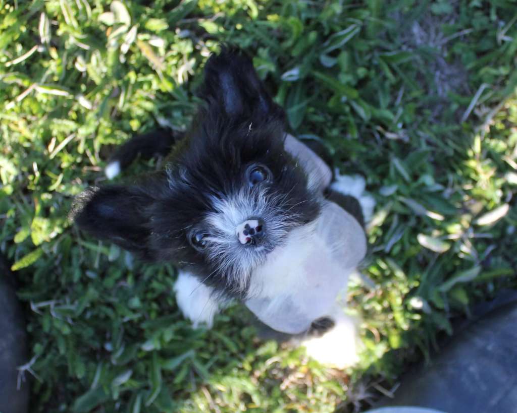 Gardine Mighty Hector