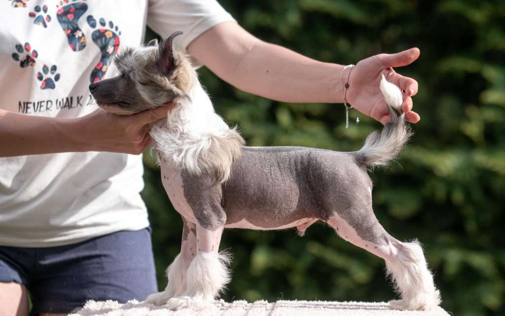 Hagrid Rubeus Modern Family